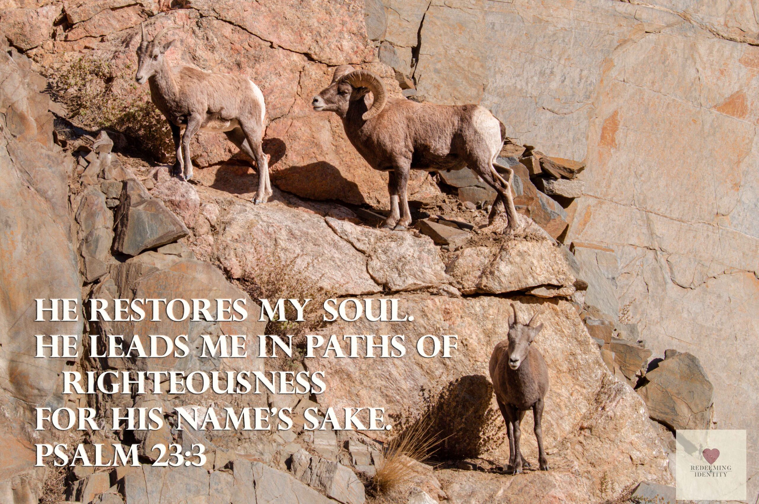 Righteous Bighorn Sheep