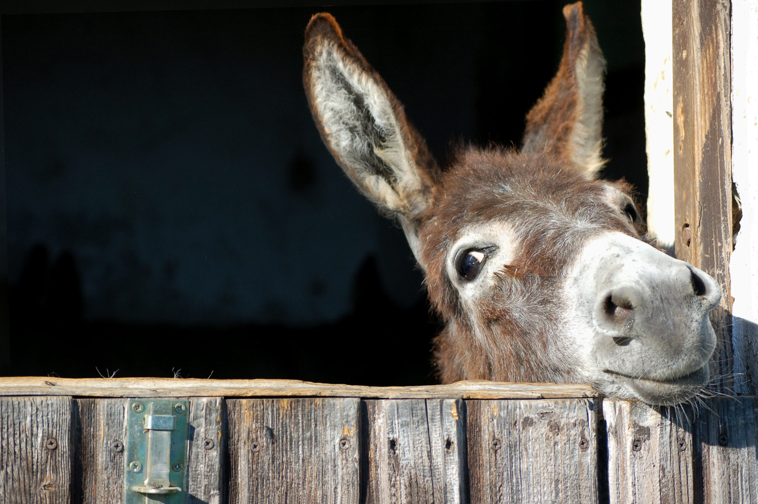 Palm Sunday’s Minor Character